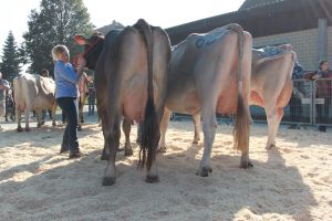 betriebscup 1. rang buholzer werner